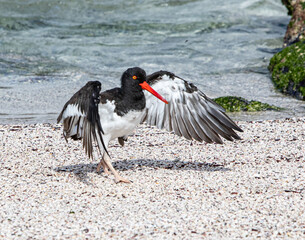 American Oystercatcher
