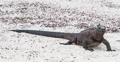 Marine Iguana