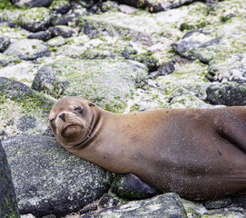 sea lion