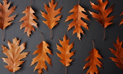 Autumn leaves background. Withered red oak leaves on a dark background. Red oak. Natural lighting
