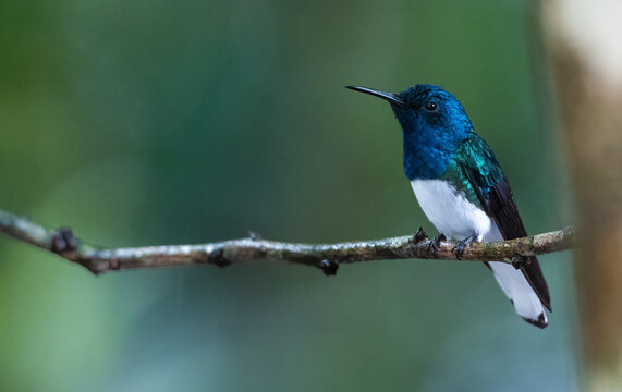 White-Necked Jacobin On A Branch In The Rainforest  