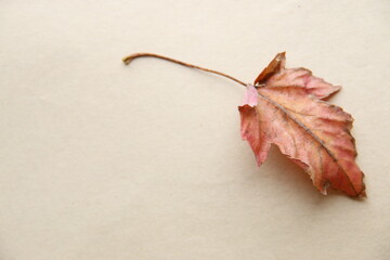 Autumn background. Falling Autumn Leaf.