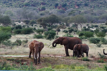Fototapeta premium Majestic elephants roam a wild savanna landscape