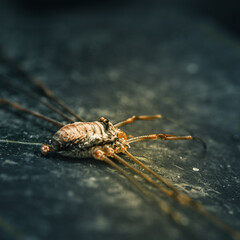 Macro of Harvestman Arachnid (Opiliones)