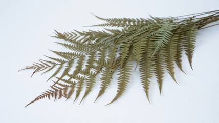 Naklejka premium Fern Leaf's Intricate Design: A close-up view unveils the delicate beauty of a single fern leaf, showcasing its elegant form and intricate patterns.