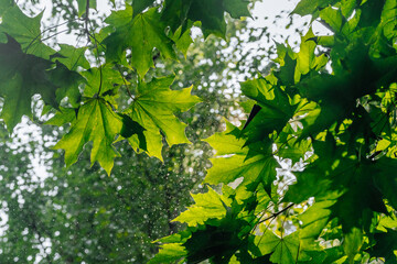 Sunlight filters through vibrant green leaves in a serene forest