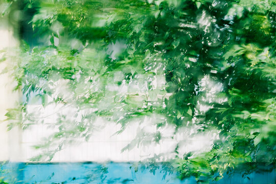 Leaves create a vibrant canopy over a serene background