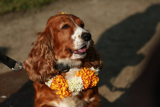 Trained and local dogs worshipped in Nepal