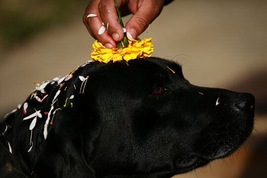 Trained and local dogs worshipped in Nepal
