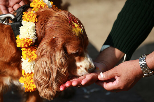 Trained and local dogs worshipped in Nepal