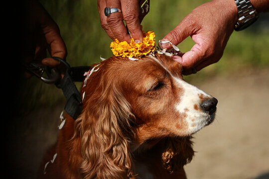 Trained and local dogs worshipped in Nepal