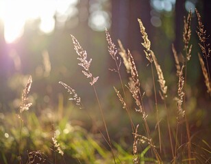 Fototapeta premium Golden Hour Sunlight Through Wild Grass in a Serene Meadow.