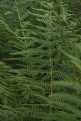 Closeup of fresh green fern growing