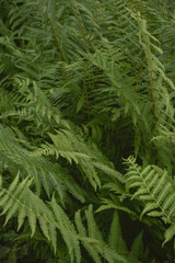 Closeup of fresh green fern growing