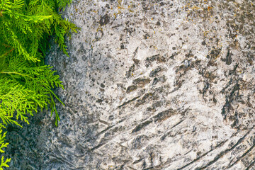 Close-up of rough stone surface with cracks and green cedar branch detail creating natural contrast