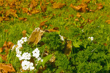 White wildflowers blooming beside a weathered tree stump surrounded by green grass and autumn leaves