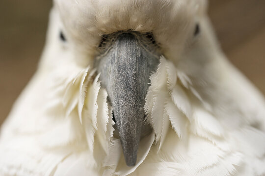 Sulphur-Crested Cockatoo in Sydney