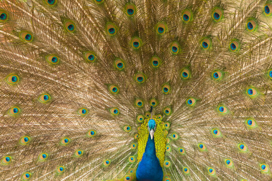 Peacock in Sydney, Australia


