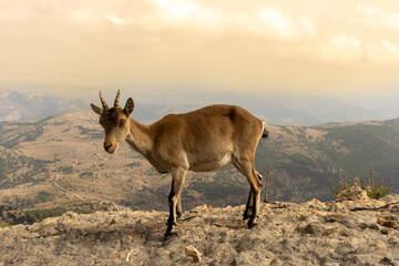 Nubian ibex standing on a cliff overlooking a mountain valley