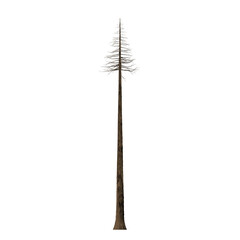A tall single tree with a pointed top standing against a black background in a simple digital rendering