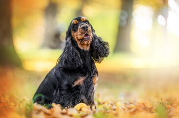 Happy spaniel enjoying autumn park with vibrant leaves and joyful emotions