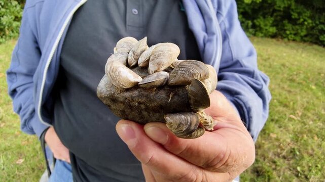 A man's hand holds a stone from Lake M&ouml;hnesee, near Arnsberg, Germany. It is covered with small mussels, the quagga mussel, Dreissena rostriformis bugensis. They attach themselves to stones