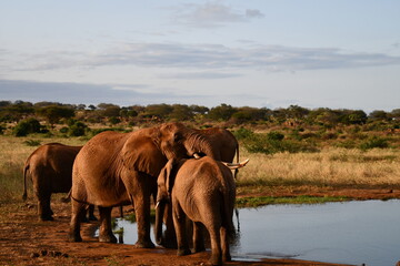 Naklejka premium Herd of elephants drinking water at dusk in savanna