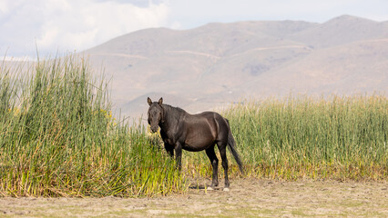A wild mustang stands near tall grasses in the marshlands of Nevada with mountains in the background.