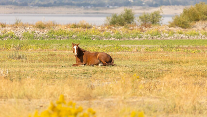 A wild mustang rests quietly on the open Nevada plain, its body still against the vast sweep of desert and sky.