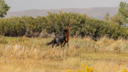 Fototapeta premium Dust swirls as a black and a brown mustang clash fiercely in a show of dominance over the herd.