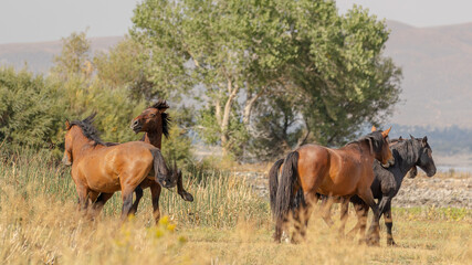 Wild mustangs engage in a fierce battle against the backdrop of Nevada wilderness.