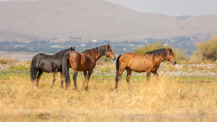 Wild horses roam freely through the sagebrush-covered hills of Nevada, moving together in a tight-knit herd.