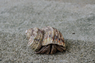 shell on the beach