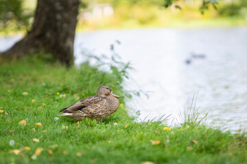 Colorful mallard hen standing near the duck pond in an urban park, Pori. Female mallard standing...