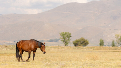 A lone wild horse walks slowly across the dusty desert floor under the wide Nevada sky.
