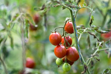 Ripe red tomatoes (Solanum lycopersicum) hanging on plant among green leaves, natural organic vegetable garden produce symbolizing healthy eating and sustainable farming.