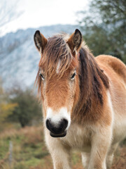 Fototapeta premium Friendly horse in the Spanish mountains - A close-up portrait of a friendly, wild horse looking directly at the camera, with a misty mountain landscape in the background.