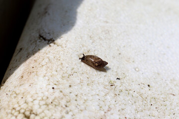 Snail, slug crawling on polystyrene foam in the garden on a summer sunny day - horizontal color photo, close-up