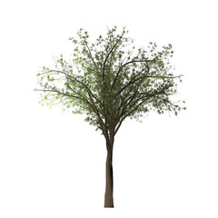 Obraz premium A digitally rendered tree with green leaves and a brown trunk against a black background in isolation