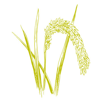 paddy weats floar wheet gold field