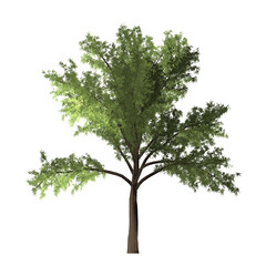 A digitally rendered tree with green leaves and a brown trunk on a solid black background isolated shot