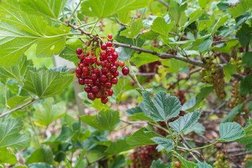 Ríbes multiflórum. Ripe red currants hanging on a bush.Deciduous shrub.