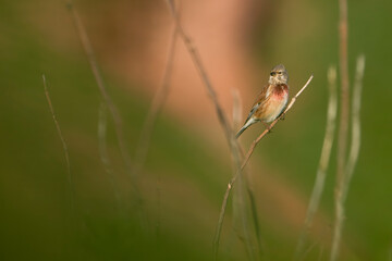 linnet on grass