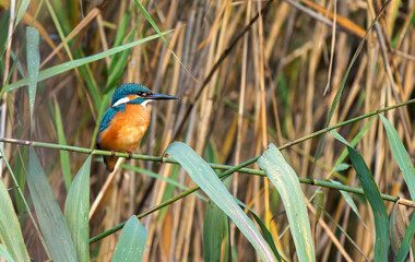 kingfisher on the branch