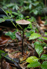 Close-up of a fragile Mycena mushroom with a thin black stem and brown cap, growing on the damp forest floor of the Bükk Mountains, Hungary.