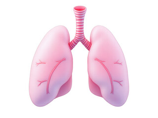 Fototapeta premium 3D Model of Human Lungs Anatomy, Respiratory System, Healthcare, Medical Illustration, Pulmonary