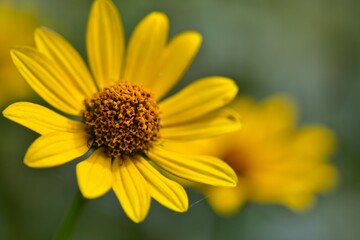 Bright yellow bloom of Heliopsis helianthoides in soft focus background, daisy-like ornamental flower in macro view, symbol of summer joy, warmth and natural elegance.