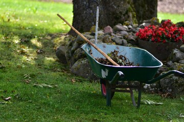 Green wheelbarrow filled with dried autumn leaves, standing on grass in garden with rake, seasonal...