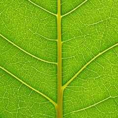 Obraz premium Close-up of vibrant green leaf's intricate vein structure