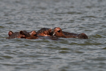 Fototapeta premium Two hippos submerged in water, only eyes visible
